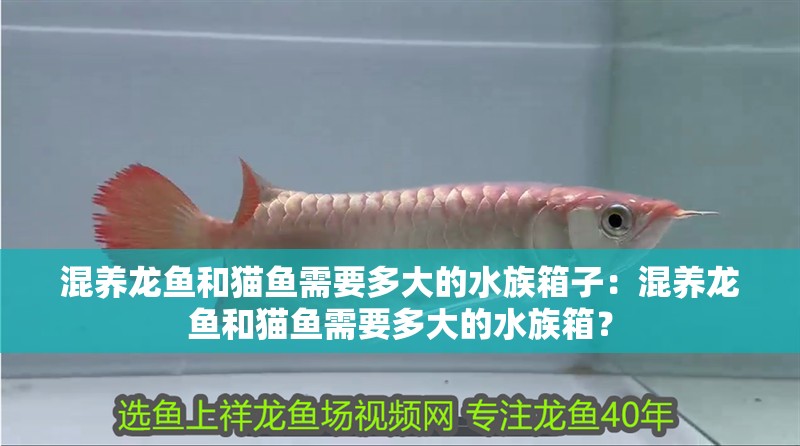 混養龍魚和貓魚需要多大的水族箱子：混養龍魚和貓魚需要多大的水族箱？