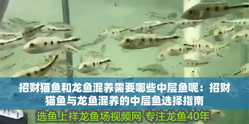 招財貓魚和龍魚混養需要哪些中層魚呢：招財貓魚與龍魚混養的中層魚選擇指南