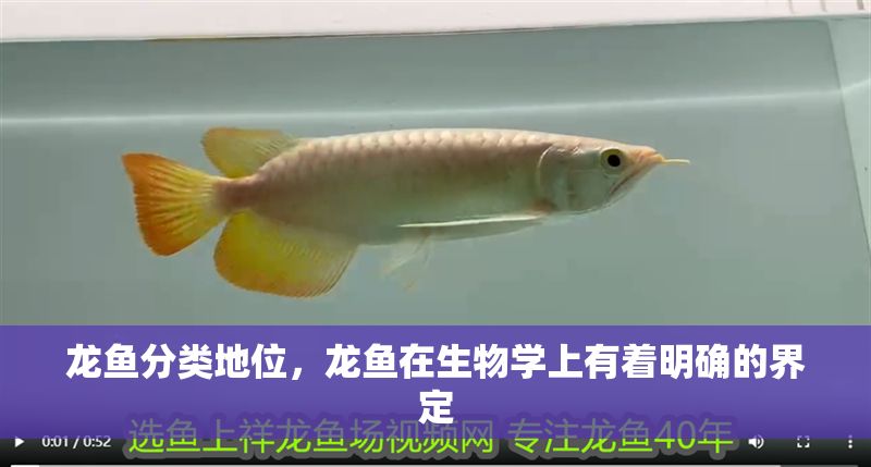 龍魚分類地位，龍魚在生物學上有著明確的界定
