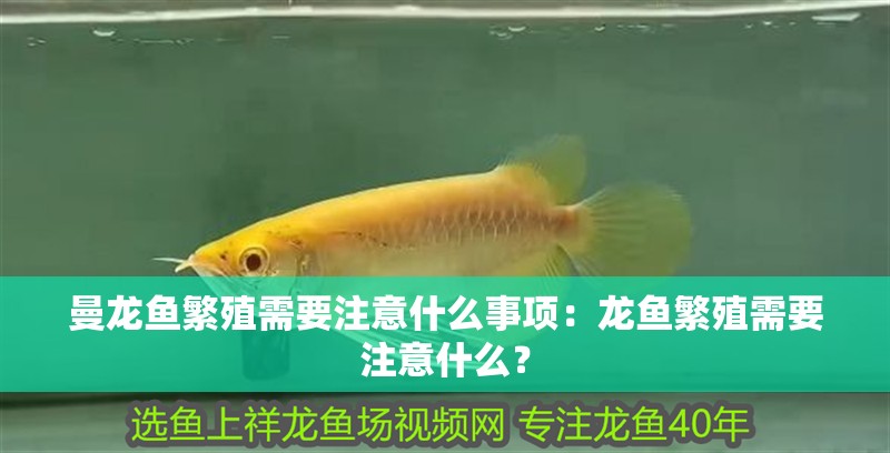曼龍魚繁殖需要注意什么事項：龍魚繁殖需要注意什么？