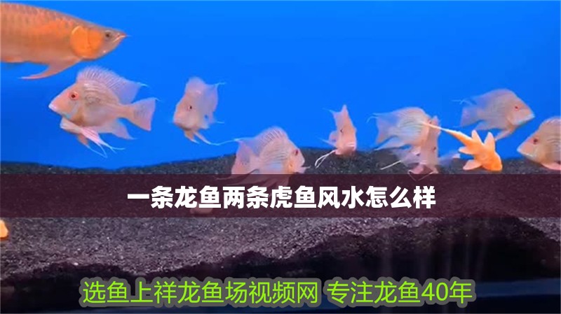 一條龍魚兩條虎魚風水怎么樣