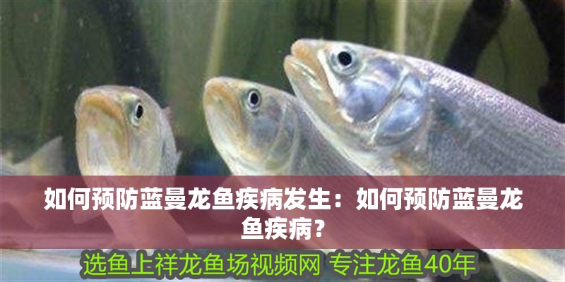 如何預(yù)防藍曼龍魚疾病發(fā)生：如何預(yù)防藍曼龍魚疾病？