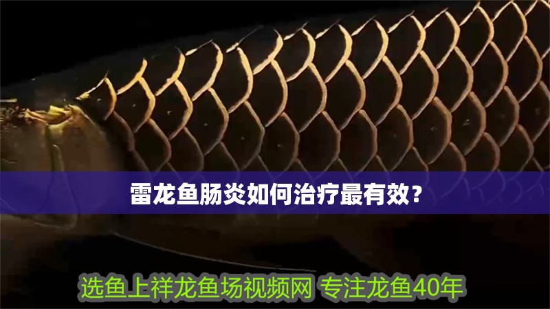 雷龍魚腸炎如何治療最有效？