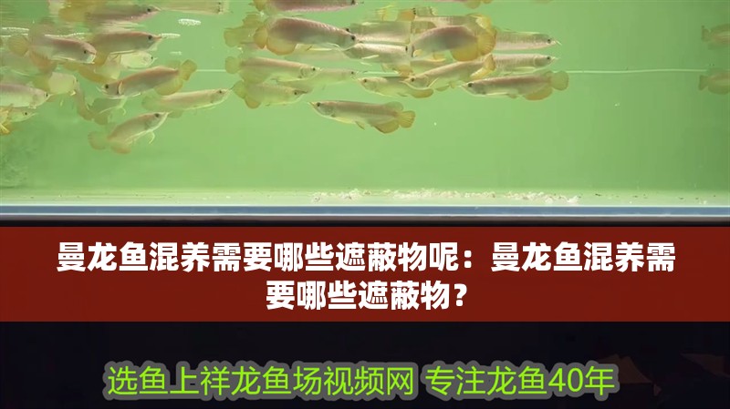曼龍魚(yú)混養(yǎng)需要哪些遮蔽物呢：曼龍魚(yú)混養(yǎng)需要哪些遮蔽物？