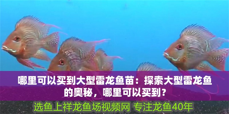 哪里可以買到大型雷龍魚苗：探索大型雷龍魚的奧秘，哪里可以買到？