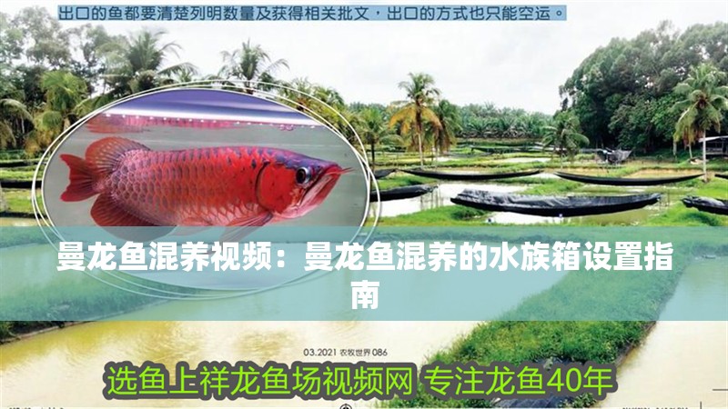 曼龍魚混養(yǎng)視頻：曼龍魚混養(yǎng)的水族箱設(shè)置指南