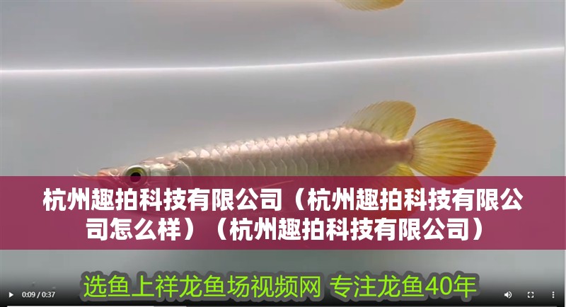 杭州趣拍科技有限公司（杭州趣拍科技有限公司怎么樣）（杭州趣拍科技有限公司）