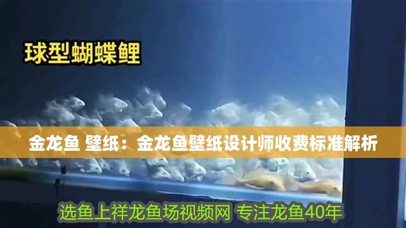 金龍魚 壁紙：金龍魚壁紙設計師收費標準解析
