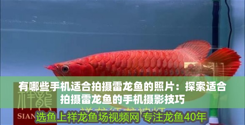 有哪些手機適合拍攝雷龍魚的照片：探索適合拍攝雷龍魚的手機攝影技巧