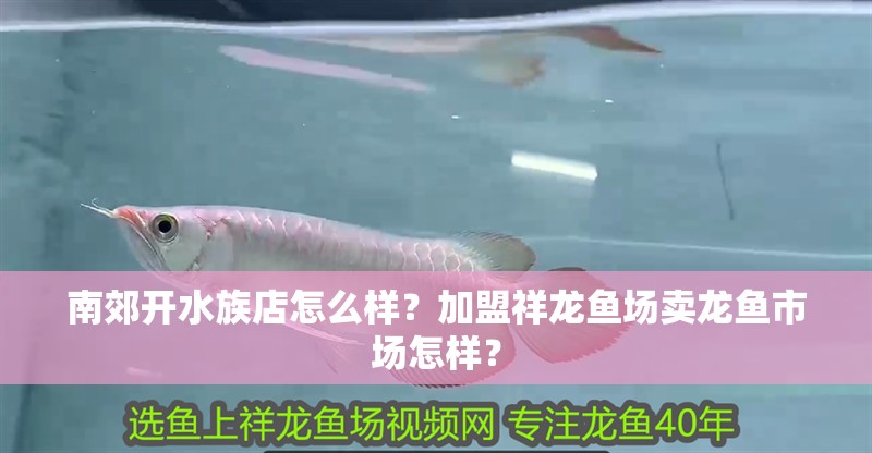 南郊開水族店怎么樣？加盟祥龍魚場(chǎng)賣龍魚市場(chǎng)怎樣？