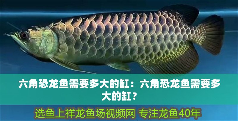 六角恐龍魚需要多大的缸：六角恐龍魚需要多大的缸？