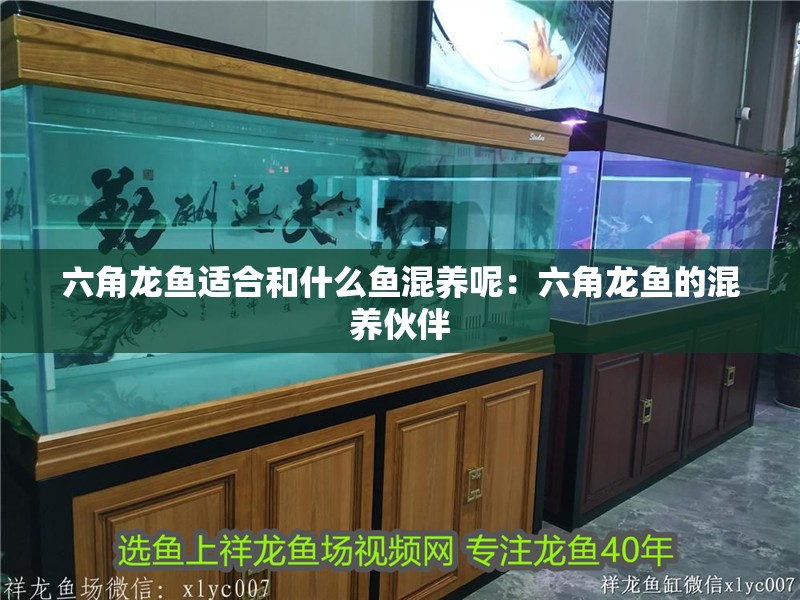 六角龍魚適合和什么魚混養呢：六角龍魚的混養伙伴