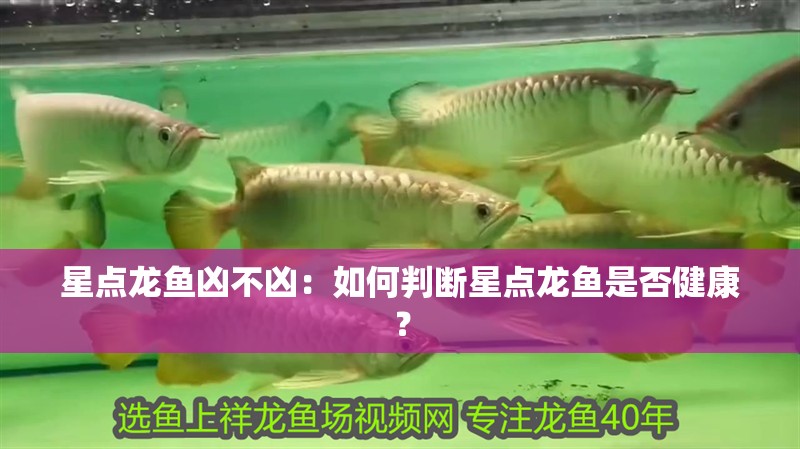 星點龍魚兇不兇：如何判斷星點龍魚是否健康？
