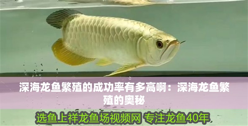 深海龍魚(yú)繁殖的成功率有多高啊：深海龍魚(yú)繁殖的奧秘