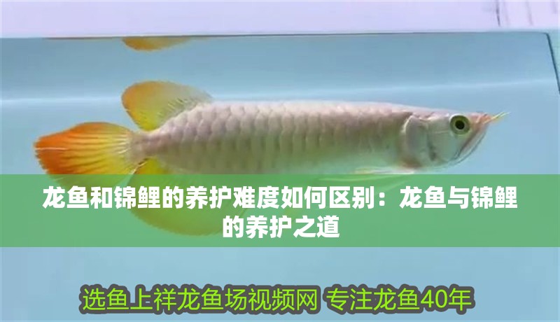龍魚和錦鯉的養(yǎng)護(hù)難度如何區(qū)別：龍魚與錦鯉的養(yǎng)護(hù)之道