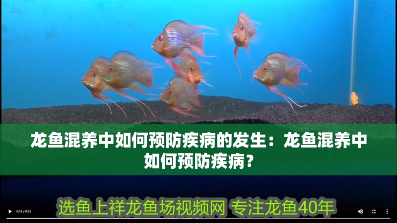 龍魚混養中如何預防疾病的發生：龍魚混養中如何預防疾?。? title=