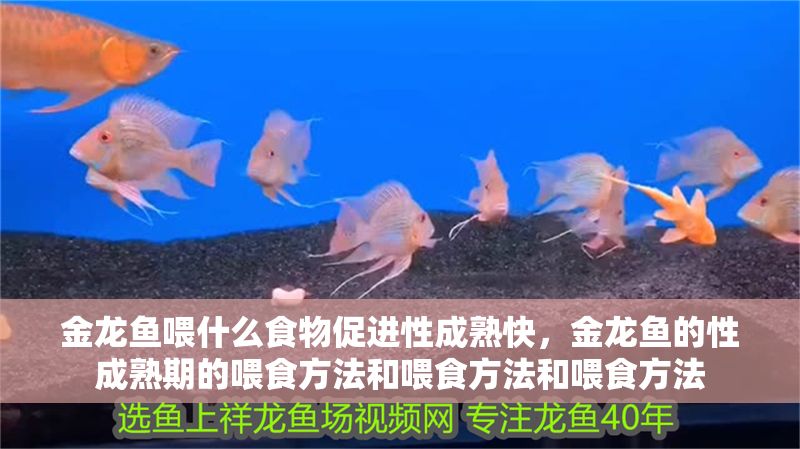 金龍魚喂什么食物促進(jìn)性成熟快，金龍魚的性成熟期的喂食方法和喂食方法和喂食方法