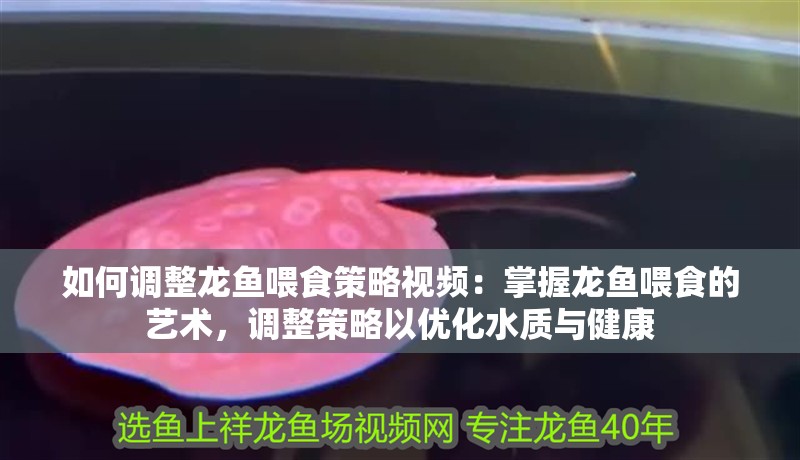 如何調整龍魚喂食策略視頻：掌握龍魚喂食的藝術，調整策略以優化水質與健康