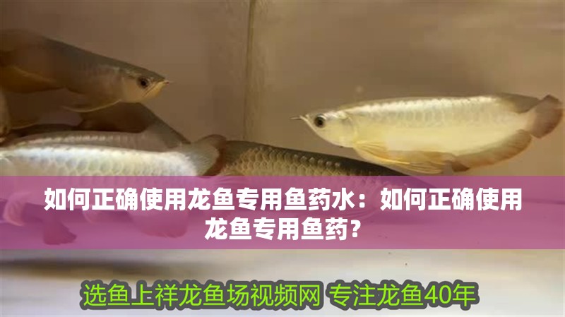 如何正確使用龍魚專用魚藥水：如何正確使用龍魚專用魚藥？