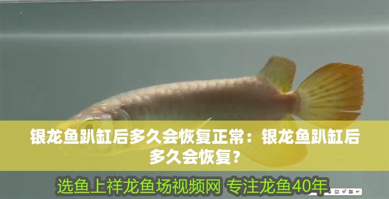 銀龍魚趴缸后多久會恢復正常：銀龍魚趴缸后多久會恢復？