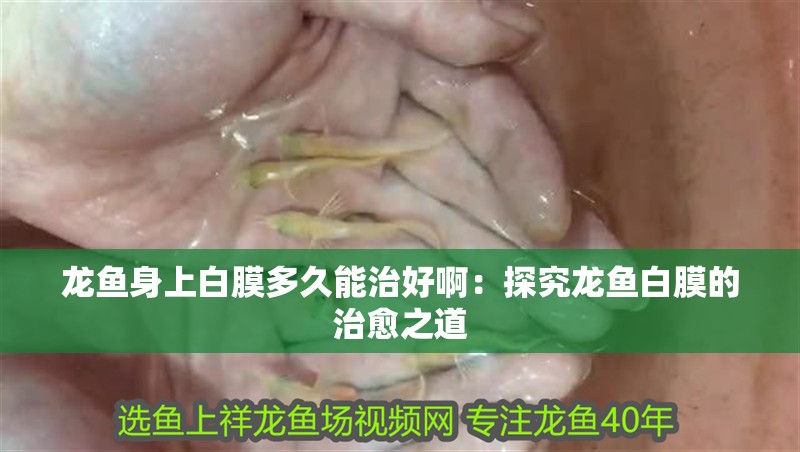 龍魚身上白膜多久能治好啊：探究龍魚白膜的治愈之道
