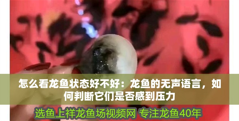怎么看龍魚狀態好不好：龍魚的無聲語言，如何判斷它們是否感到壓力