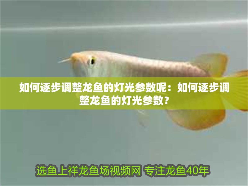 如何逐步調(diào)整龍魚的燈光參數(shù)呢：如何逐步調(diào)整龍魚的燈光參數(shù)？