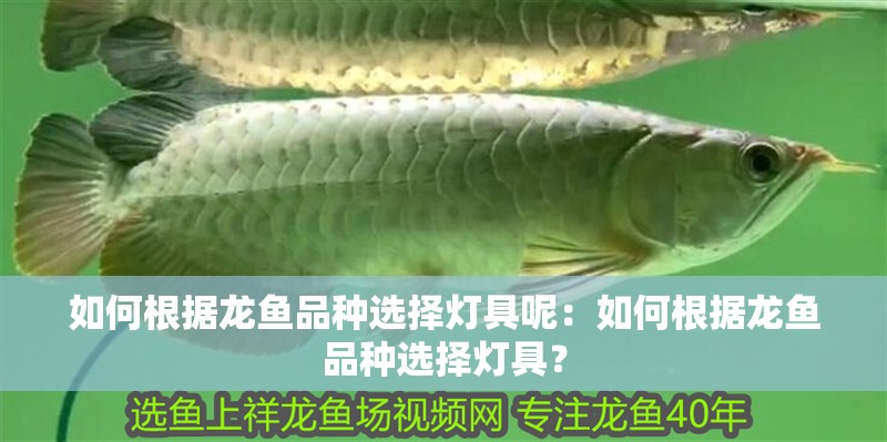 如何根據龍魚品種選擇燈具呢：如何根據龍魚品種選擇燈具？