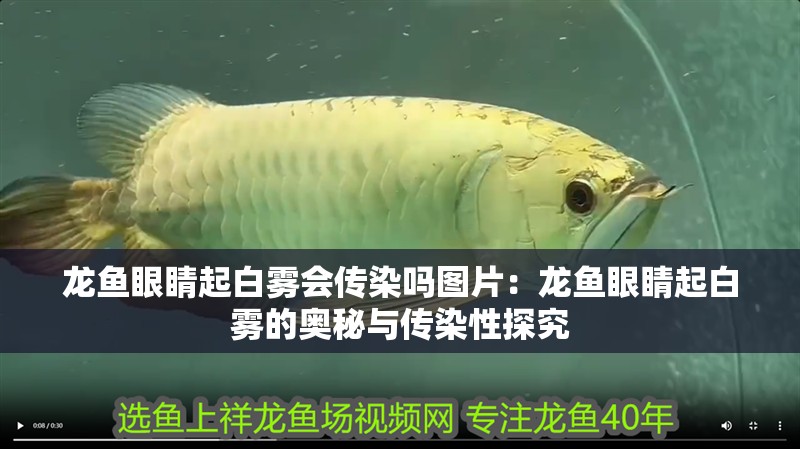 龍魚眼睛起白霧會傳染嗎圖片：龍魚眼睛起白霧的奧秘與傳染性探究