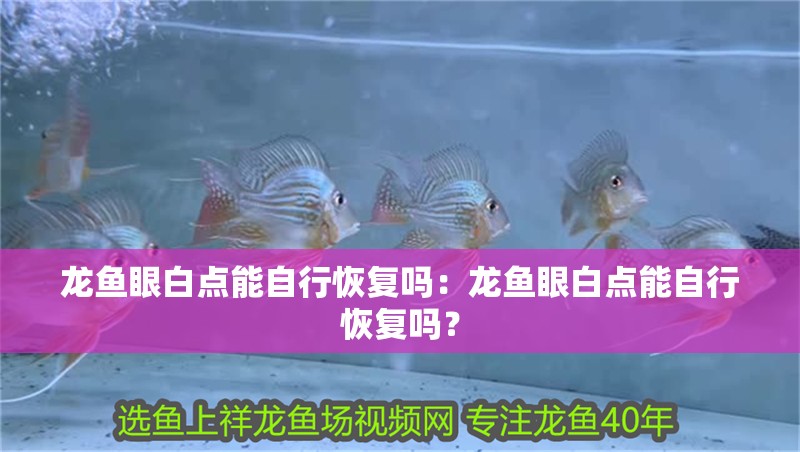 龍魚(yú)眼白點(diǎn)能自行恢復(fù)嗎：龍魚(yú)眼白點(diǎn)能自行恢復(fù)嗎？