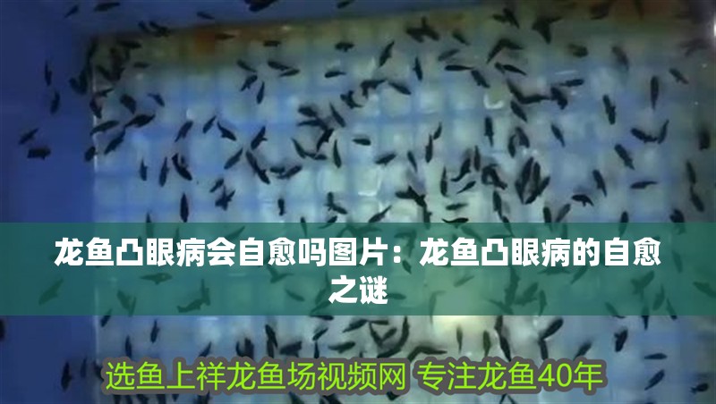 龍魚凸眼病會自愈嗎圖片：龍魚凸眼病的自愈之謎