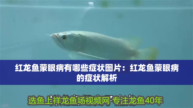 紅龍魚蒙眼病有哪些癥狀圖片：紅龍魚蒙眼病的癥狀解析