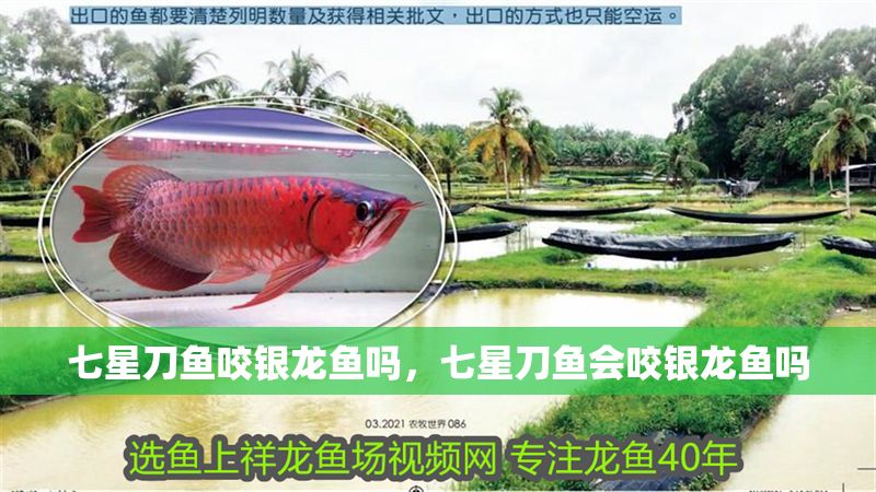 七星刀魚咬銀龍魚嗎，七星刀魚會咬銀龍魚嗎