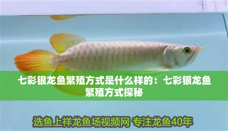 七彩銀龍魚繁殖方式是什么樣的：七彩銀龍魚繁殖方式探秘