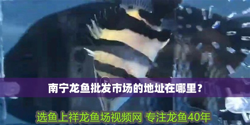 南寧龍魚批發市場的地址在哪里？