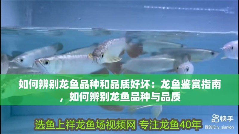 如何辨別龍魚品種和品質好壞：龍魚鑒賞指南，如何辨別龍魚品種與品質