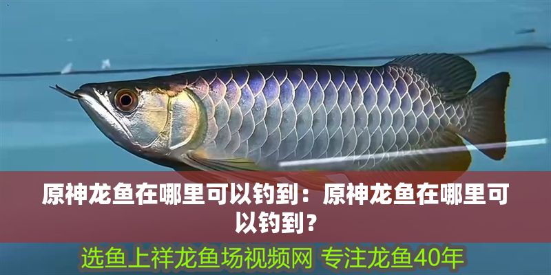 原神龍魚(yú)在哪里可以釣到：原神龍魚(yú)在哪里可以釣到？
