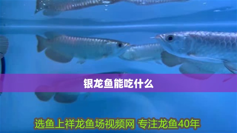 銀龍魚能吃什么