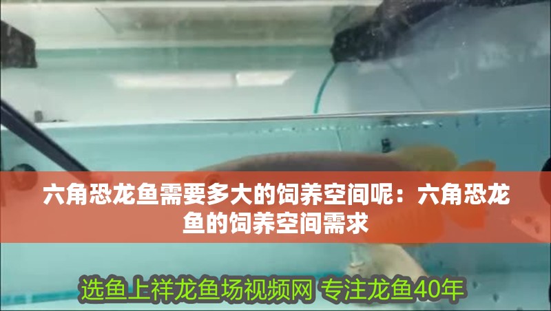 六角恐龍魚需要多大的飼養(yǎng)空間呢：六角恐龍魚的飼養(yǎng)空間需求