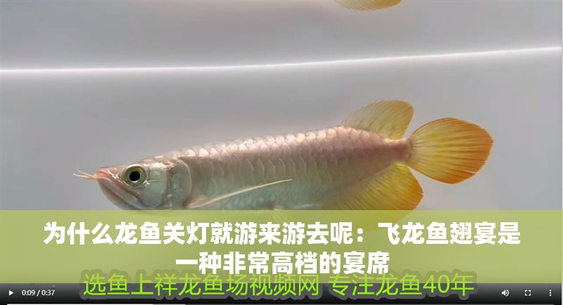 為什么龍魚關燈就游來游去呢：飛龍魚翅宴是一種非常高檔的宴席