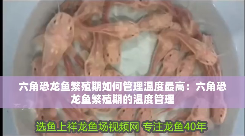 六角恐龍魚繁殖期如何管理溫度最高：六角恐龍魚繁殖期的溫度管理