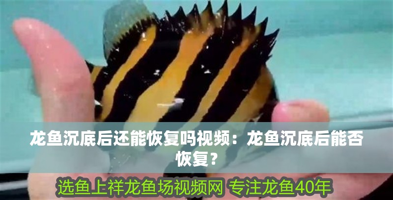 龍魚沉底后還能恢復嗎視頻：龍魚沉底后能否恢復？