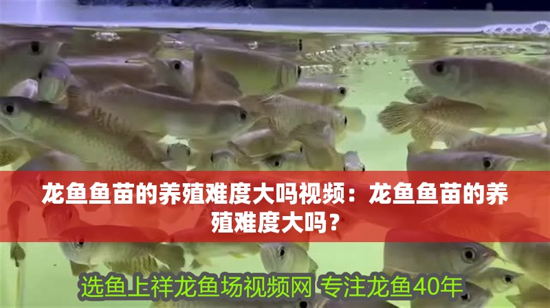 龍魚魚苗的養殖難度大嗎視頻：龍魚魚苗的養殖難度大嗎？
