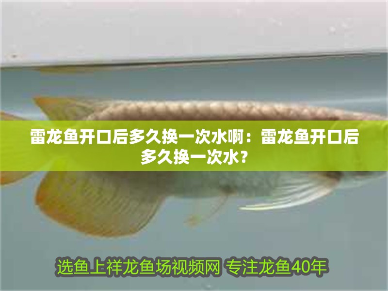 雷龍魚開口后多久換一次水啊：雷龍魚開口后多久換一次水？