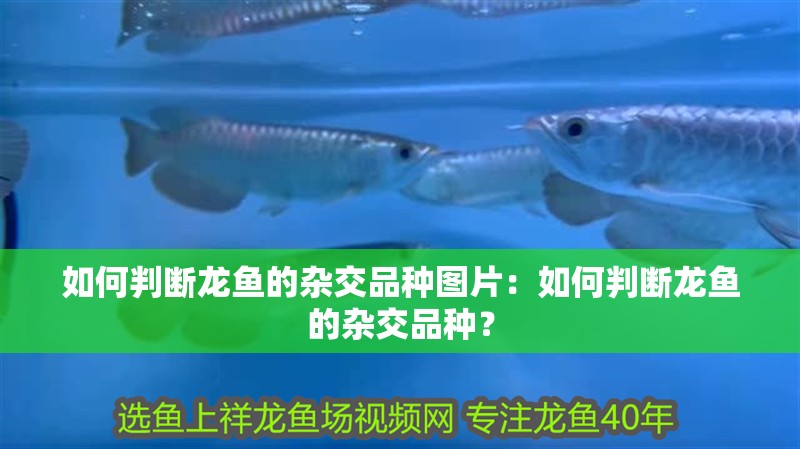 如何判斷龍魚的雜交品種圖片：如何判斷龍魚的雜交品種？