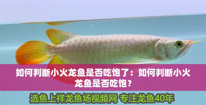 如何判斷小火龍魚(yú)是否吃飽了：如何判斷小火龍魚(yú)是否吃飽？