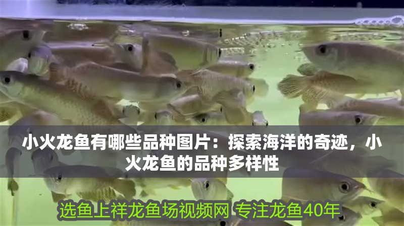 小火龍魚有哪些品種圖片：探索海洋的奇跡，小火龍魚的品種多樣性