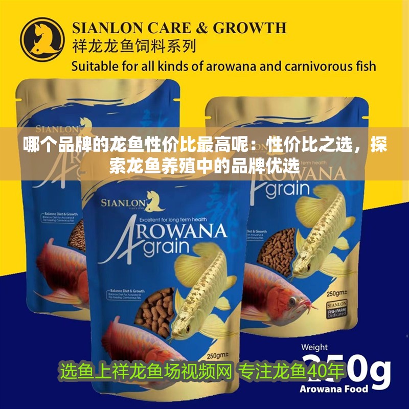 哪個(gè)品牌的龍魚(yú)性價(jià)比最高呢：性價(jià)比之選，探索龍魚(yú)養(yǎng)殖中的品牌優(yōu)選