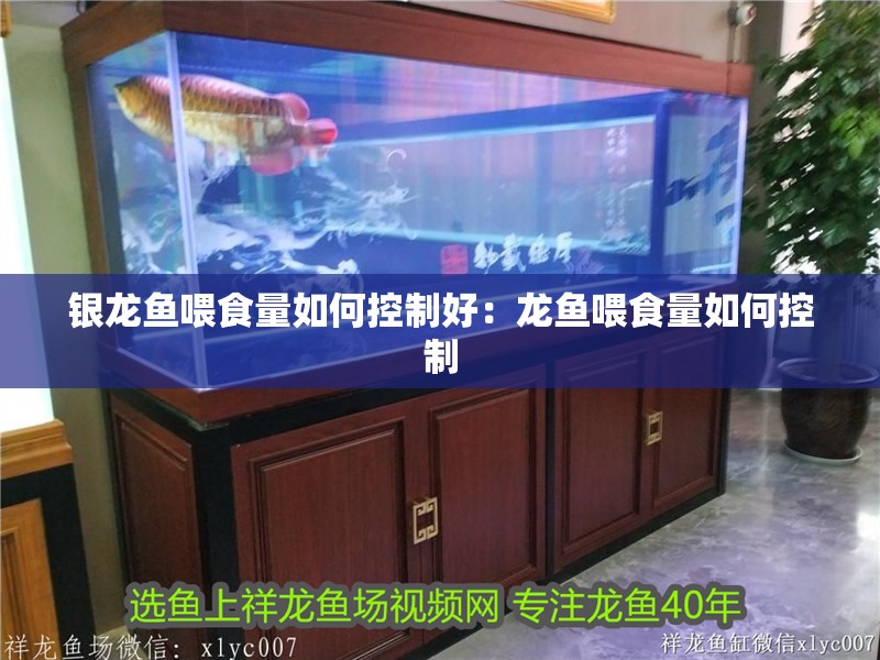 銀龍魚喂食量如何控制好：龍魚喂食量如何控制