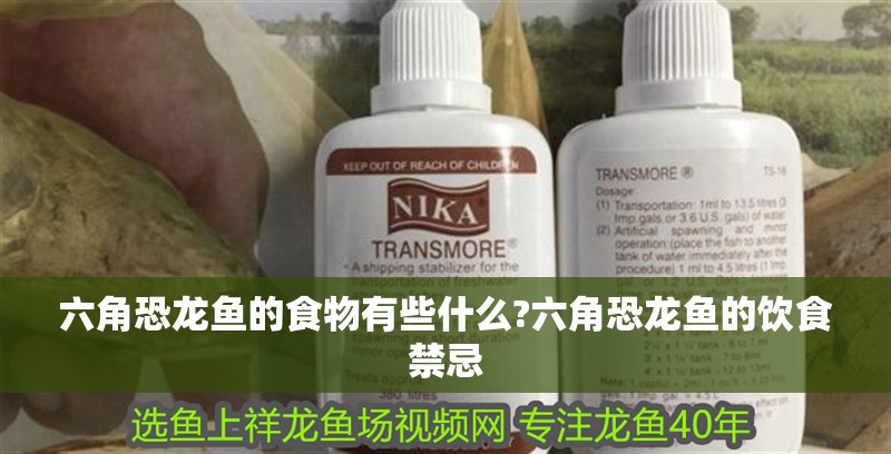 六角恐龍魚的食物有些什么?六角恐龍魚的飲食禁忌